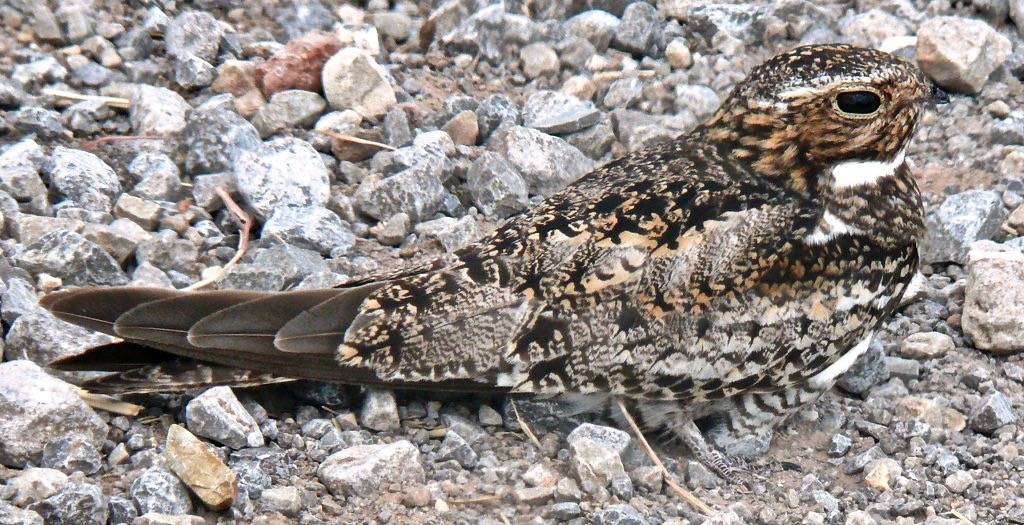 Common Nighthawk (Chordeiles minor) by Victor W. Fazio III is licensed under CC BY-NC-SA 2.0